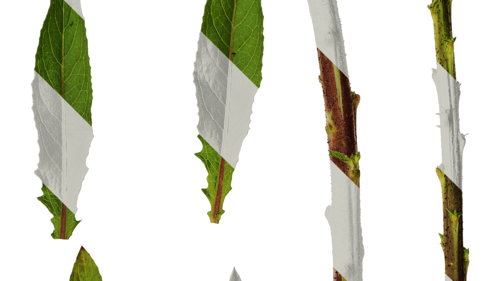 Anydrafts Oenothera glazioviana Leaf 02 Texture_2