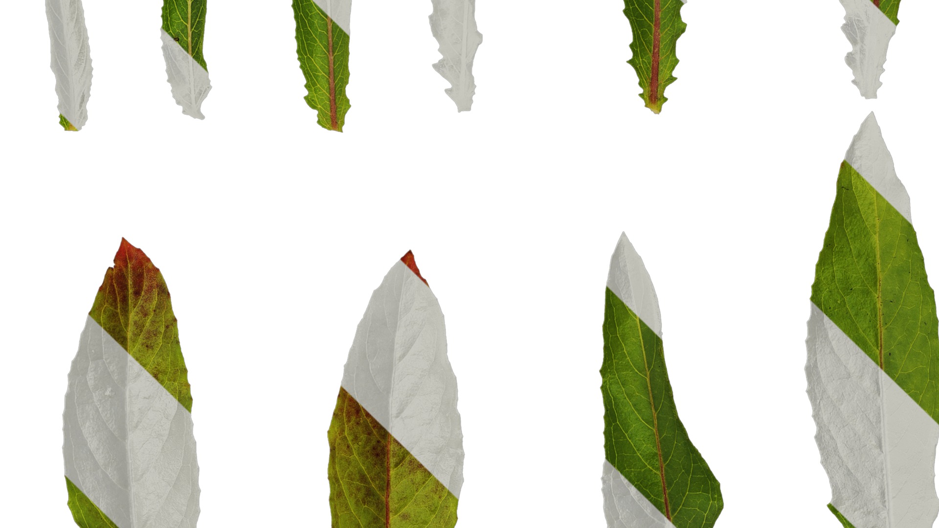 Anydrafts Oenothera glazioviana Leaf 02 Texture_3