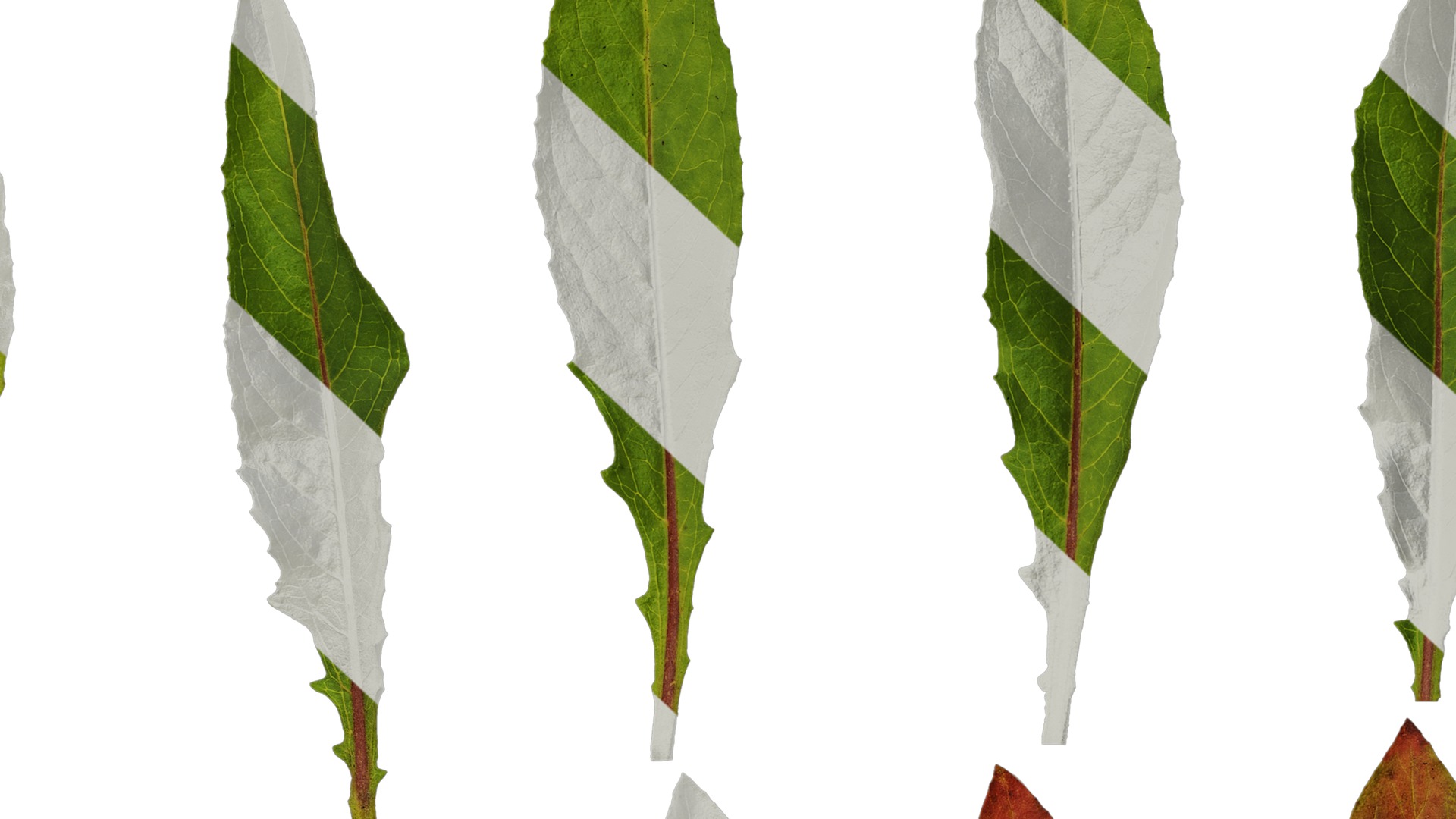 Anydrafts Oenothera glazioviana Leaf 02 Texture_7