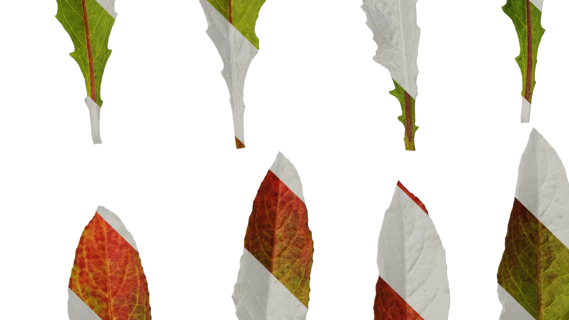 Anydrafts Oenothera glazioviana Leaf 02 Texture_5