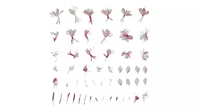 Anydrafts Oenothera lindheimeri Atlas 03