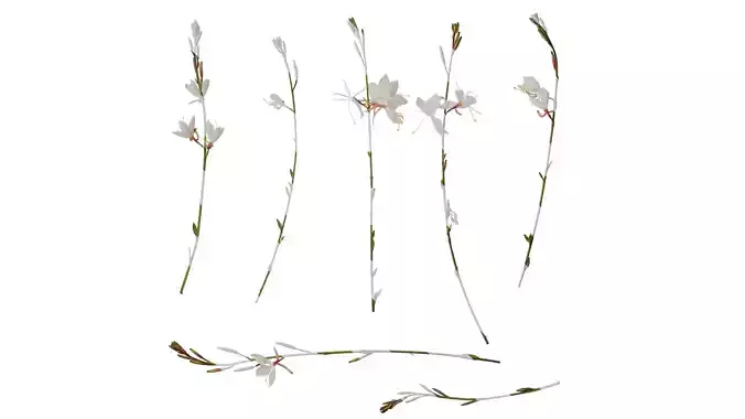 Anydrafts Oenothera lindheimeri Atlas 08