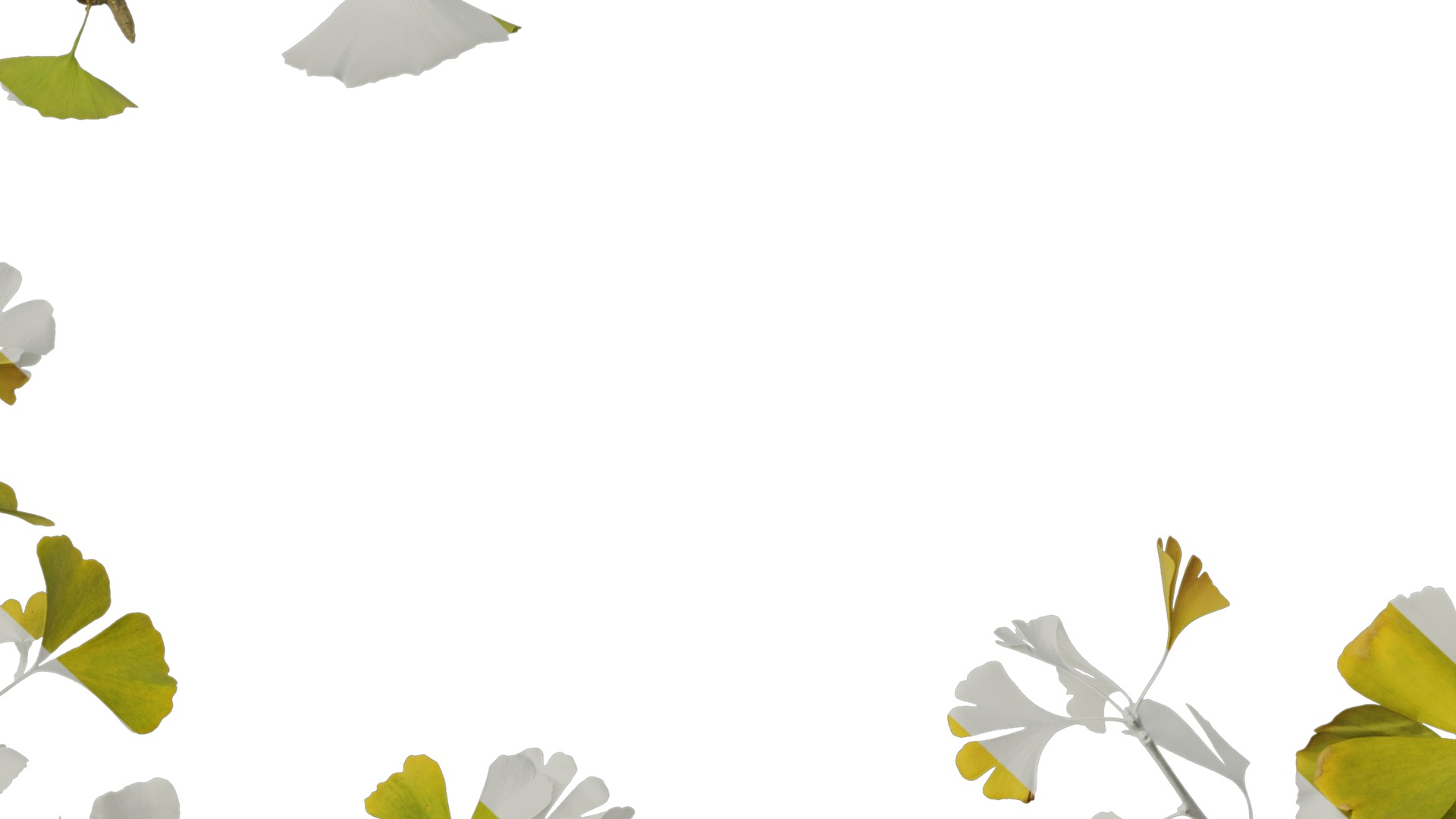 Anydrafts Ginkgo biloba Atlas 19 Texture_7