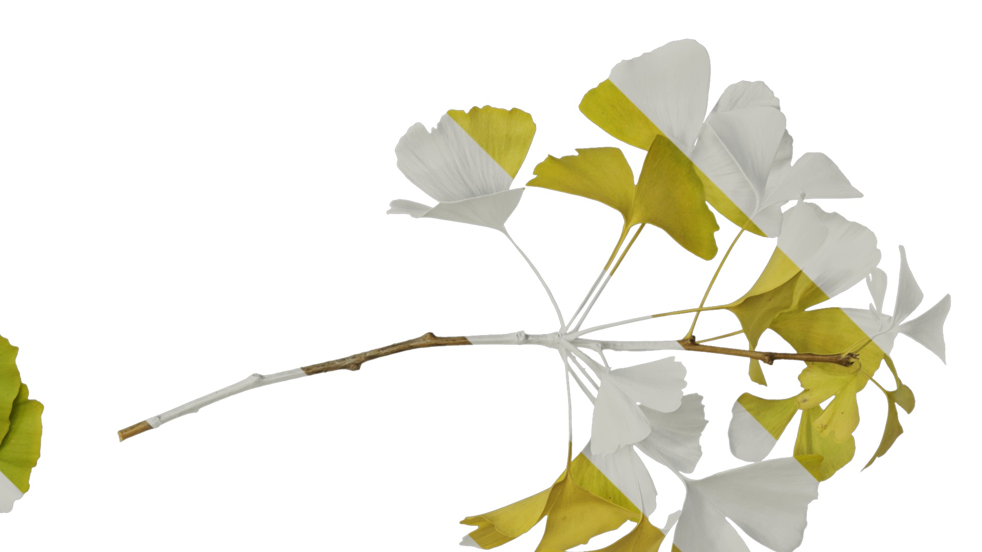 Anydrafts Ginkgo biloba Atlas 19 Texture_2