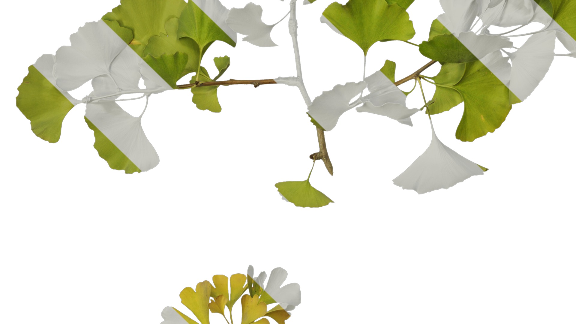 Anydrafts Ginkgo biloba Atlas 19 Texture_3