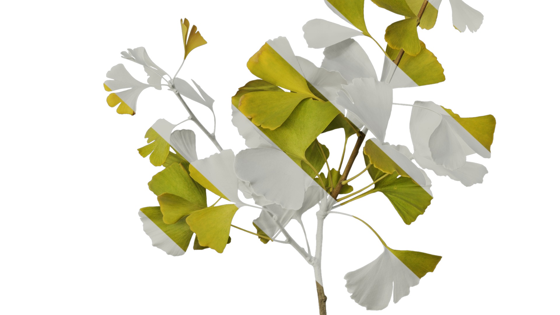 Anydrafts Ginkgo biloba Atlas 19 Texture_6