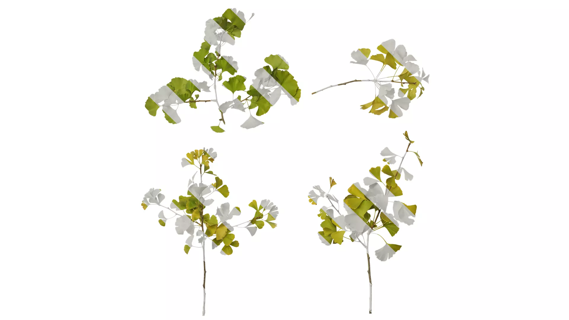 Anydrafts Ginkgo biloba Atlas 19 Texture_0