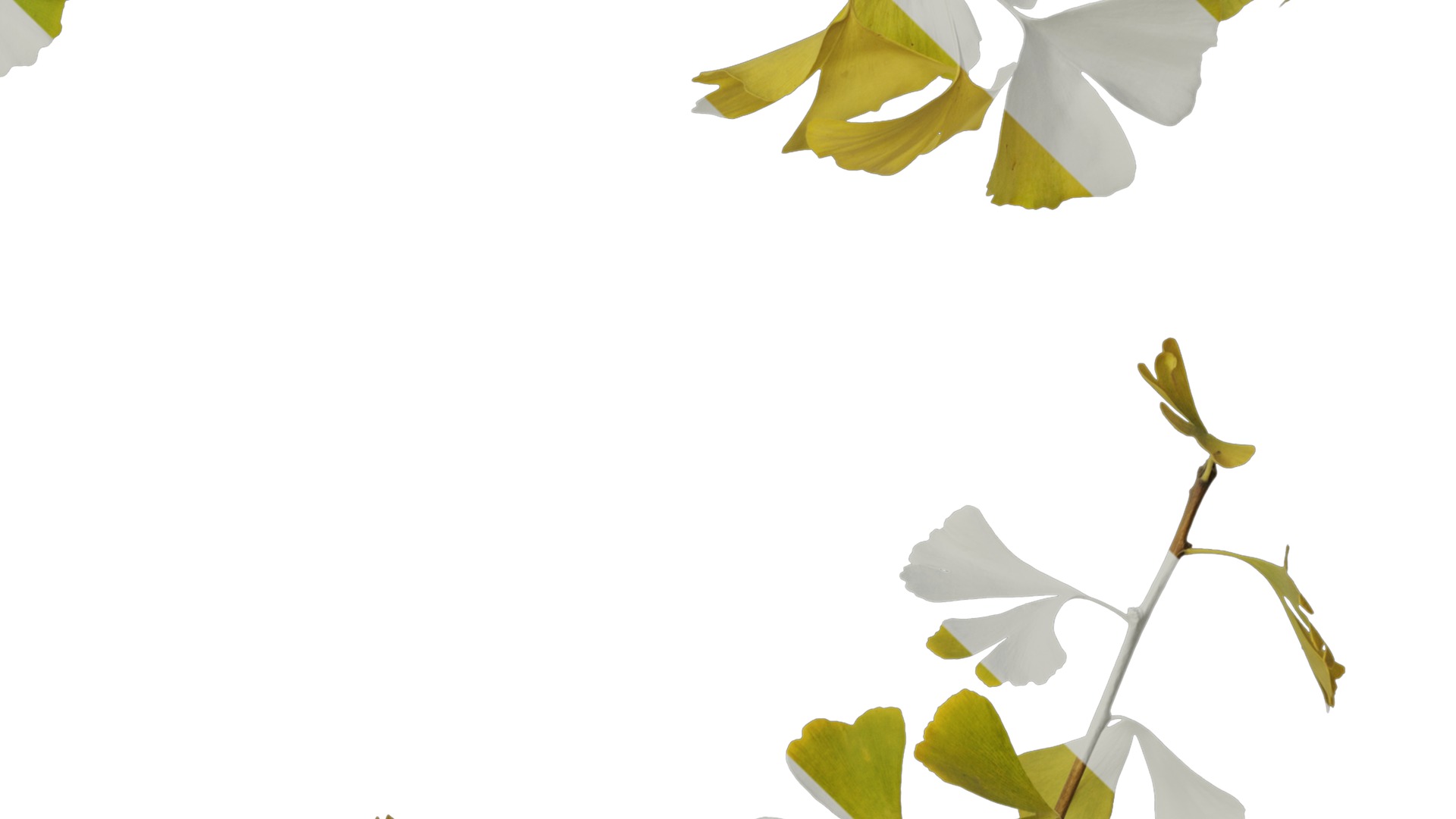 Anydrafts Ginkgo biloba Atlas 19 Texture_4