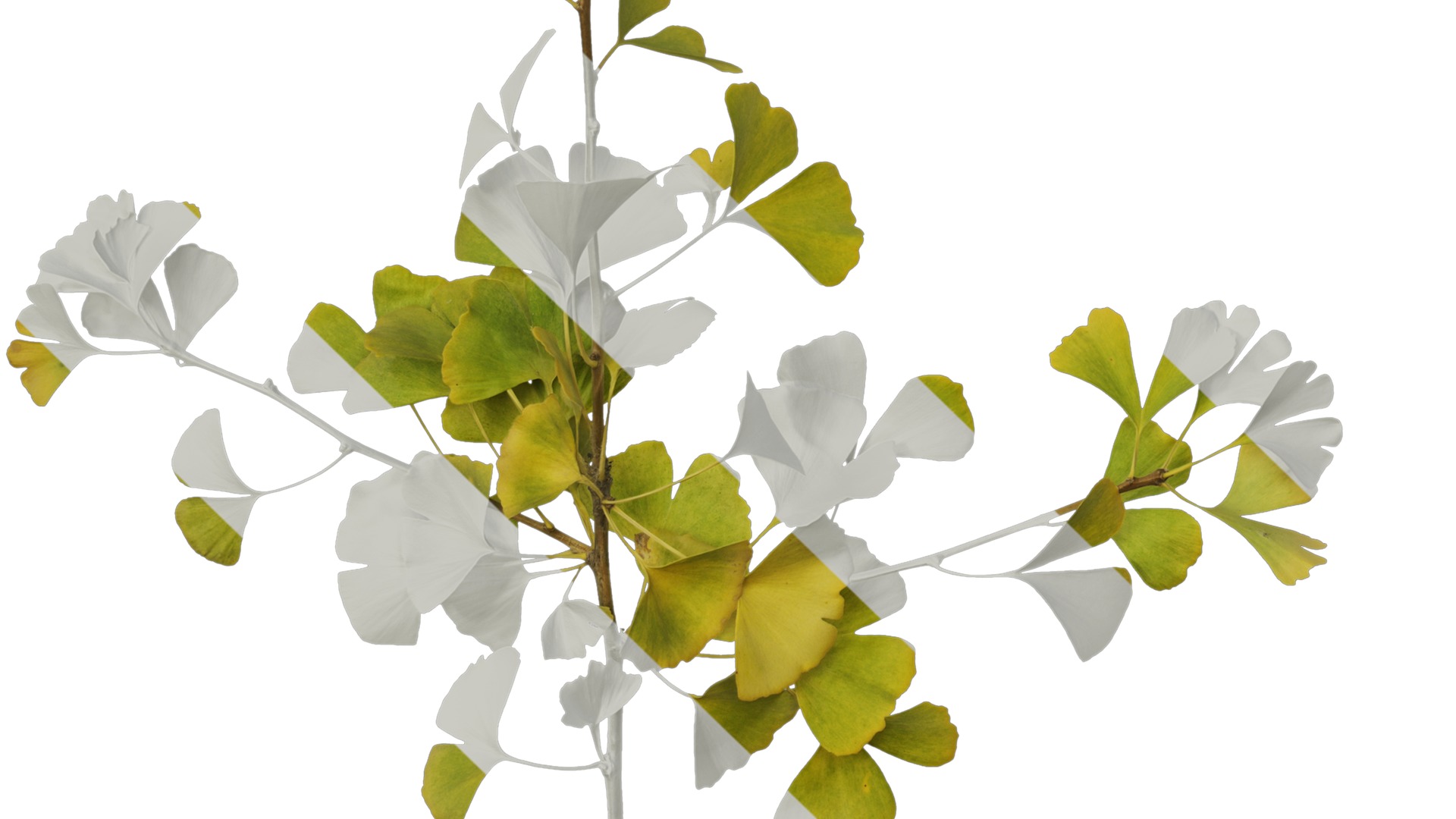 Anydrafts Ginkgo biloba Atlas 19 Texture_5