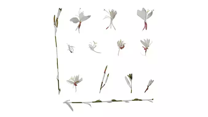 Anydrafts Oenothera lindheimeri Atlas 09