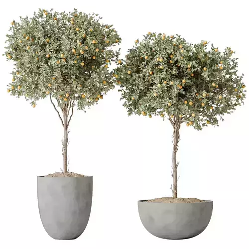 Av House Plants Mandarin Citrus Fruit Orange