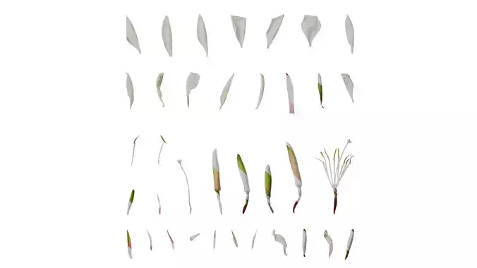 Anydrafts Oenothera lindheimeri Flower 02