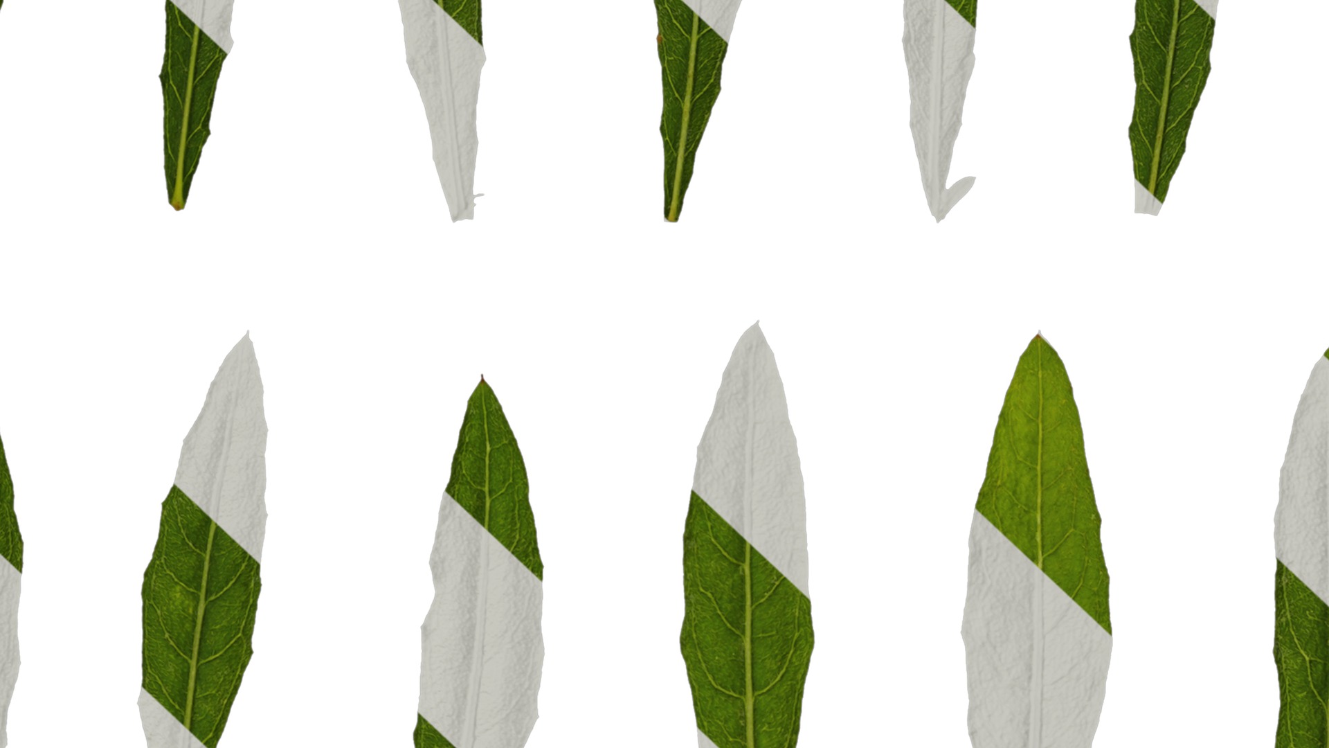 Anydrafts Oenothera lindheimeri Leaf 01 Texture_7