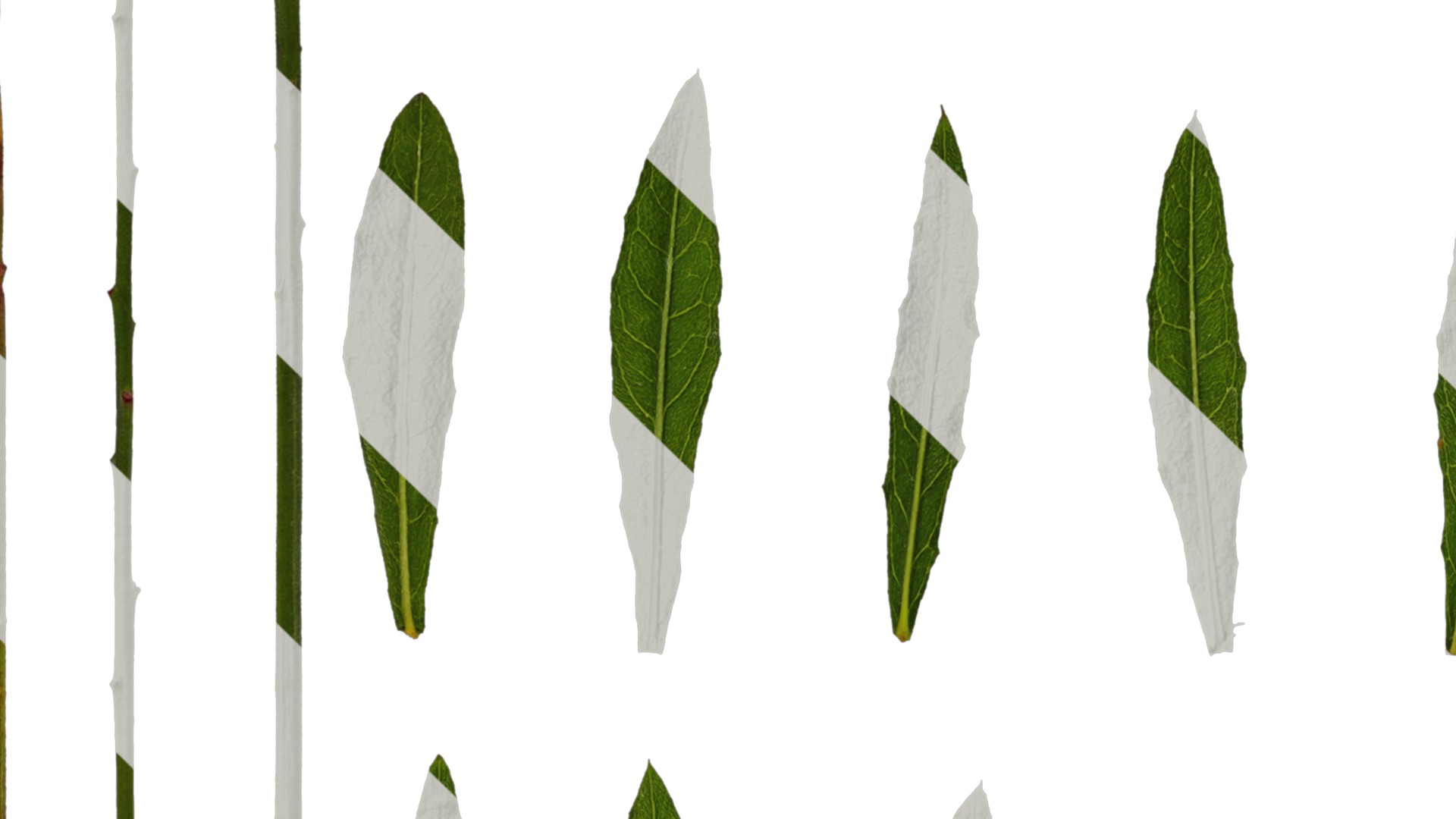 Anydrafts Oenothera lindheimeri Leaf 01 Texture_3