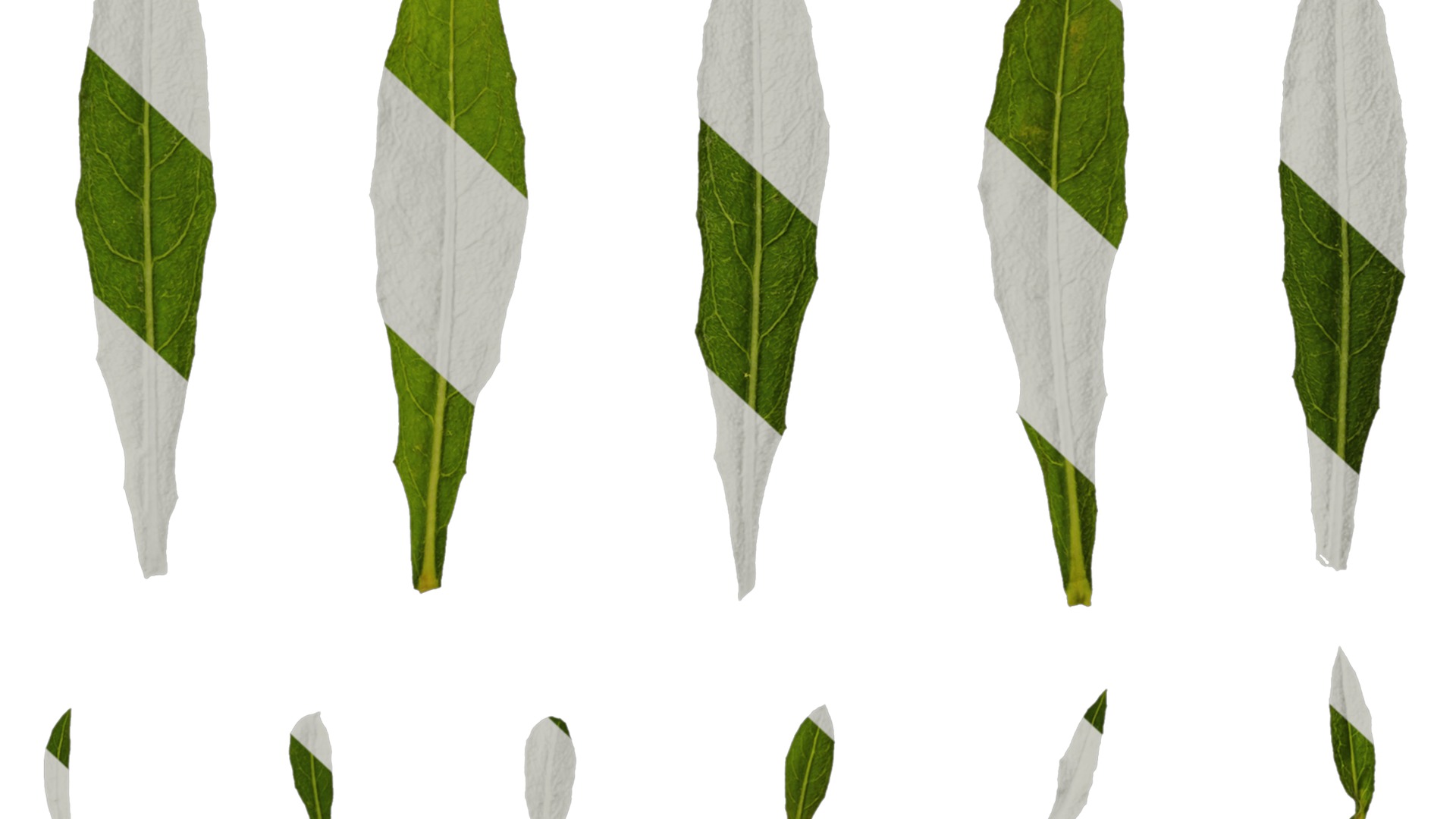 Anydrafts Oenothera lindheimeri Leaf 01 Texture_6