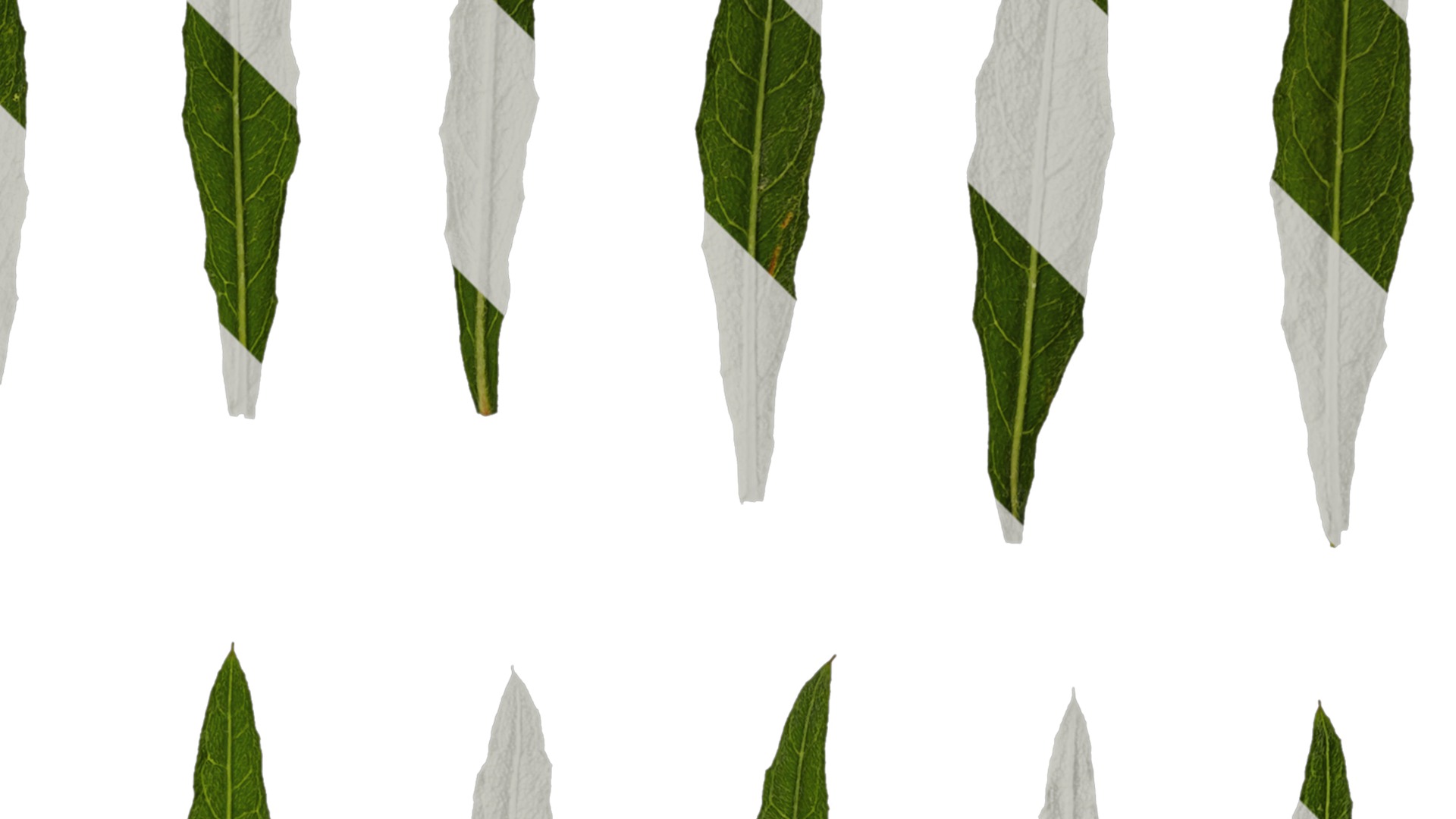 Anydrafts Oenothera lindheimeri Leaf 01 Texture_2