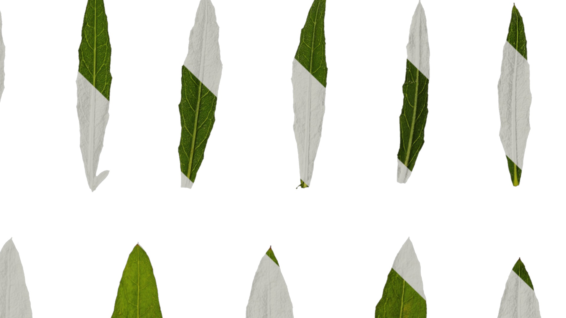 Anydrafts Oenothera lindheimeri Leaf 01 Texture_4