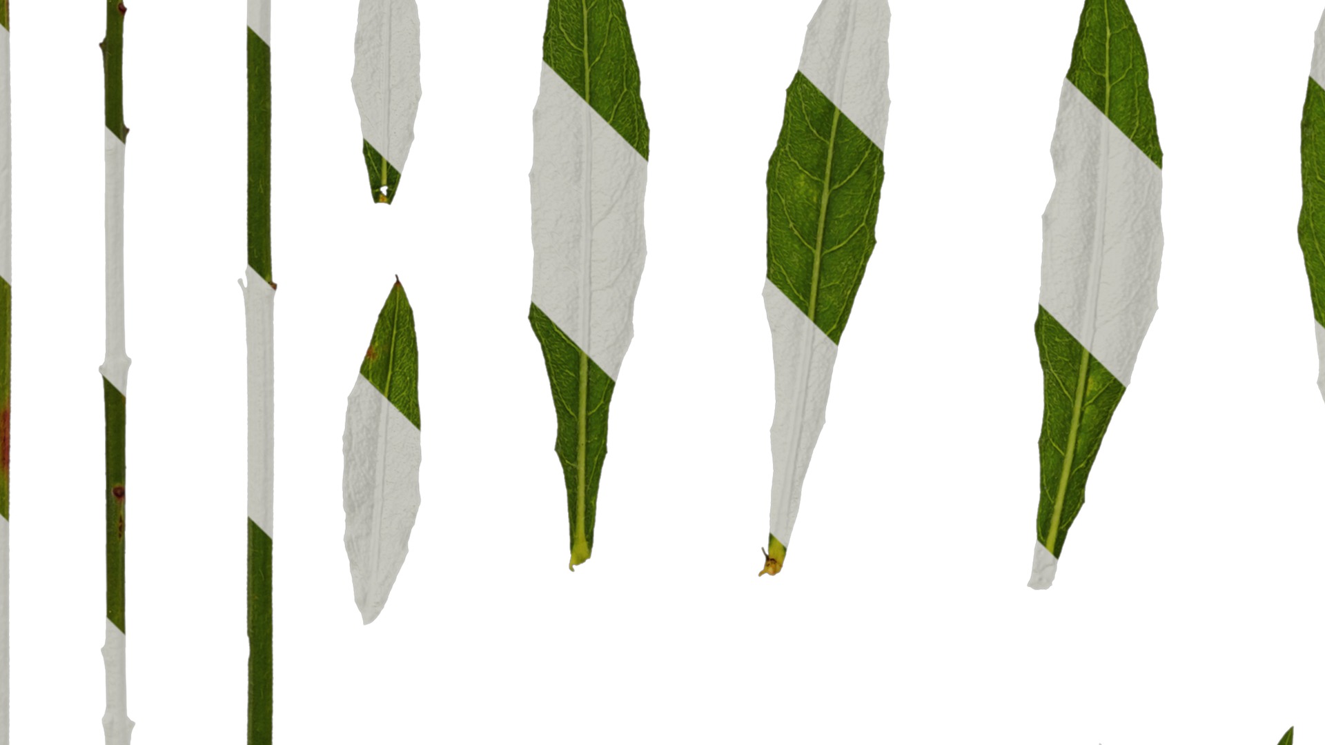 Anydrafts Oenothera lindheimeri Leaf 01 Texture_5