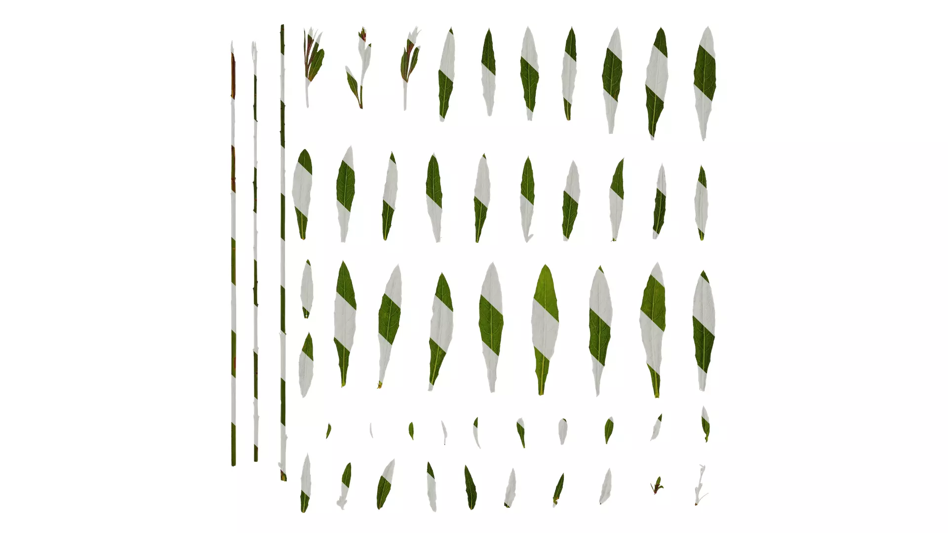 Anydrafts Oenothera lindheimeri Leaf 01 Texture_0