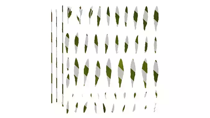 Anydrafts Oenothera lindheimeri Leaf 01