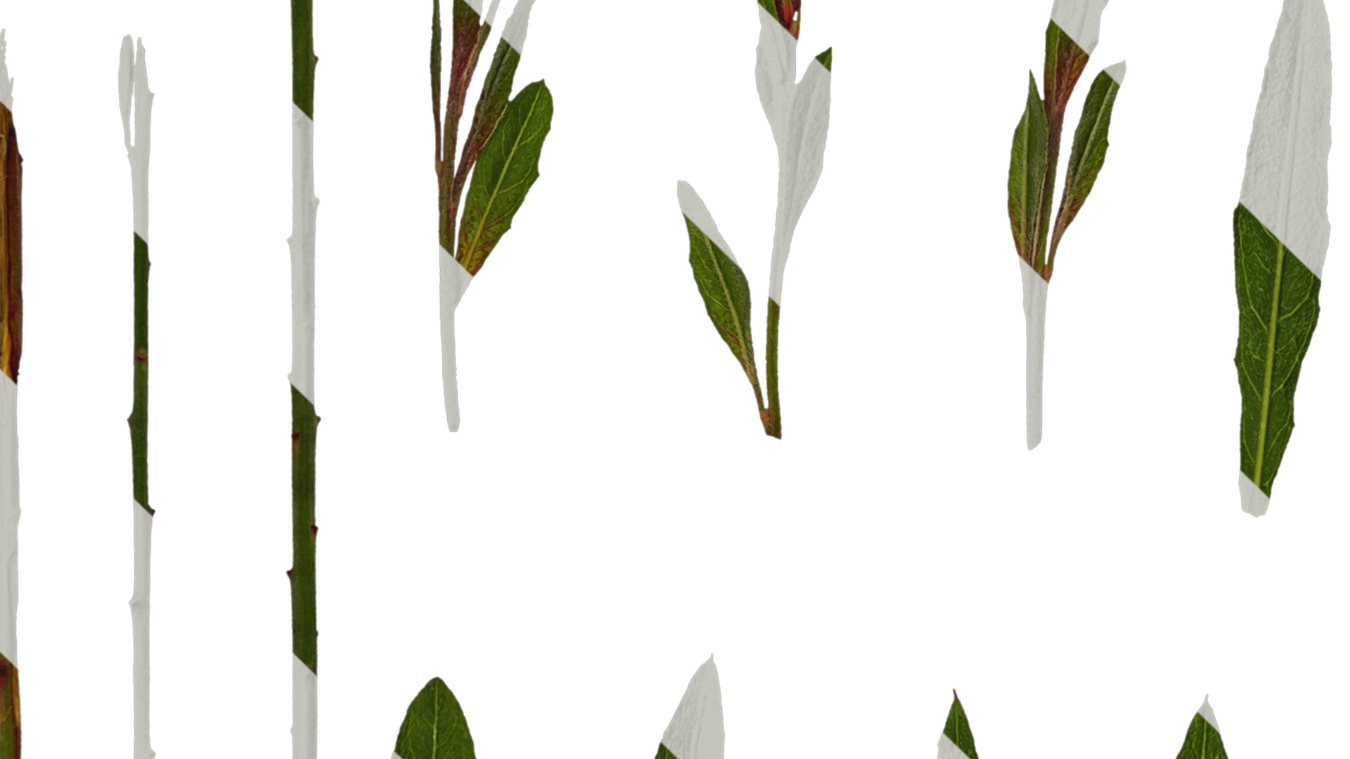 Anydrafts Oenothera lindheimeri Leaf 01 Texture_1