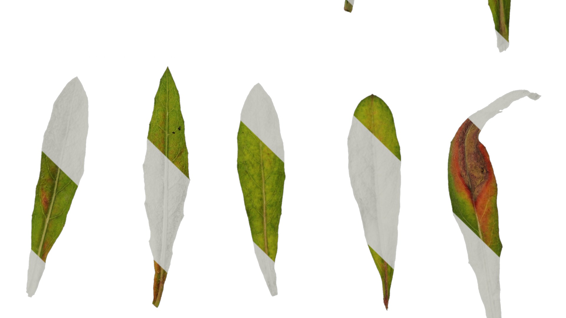 Anydrafts Oenothera lindheimeri Leaf 02 Texture_4