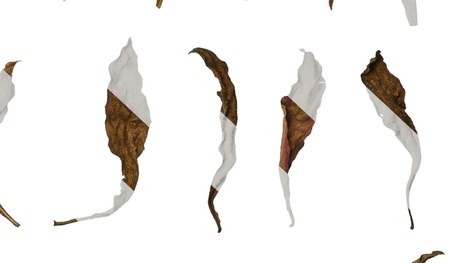 Anydrafts Oenothera lindheimeri Leaf 02 Texture_6