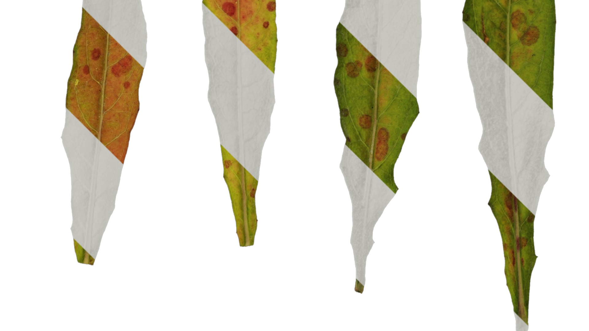 Anydrafts Oenothera lindheimeri Leaf 02 Texture_2