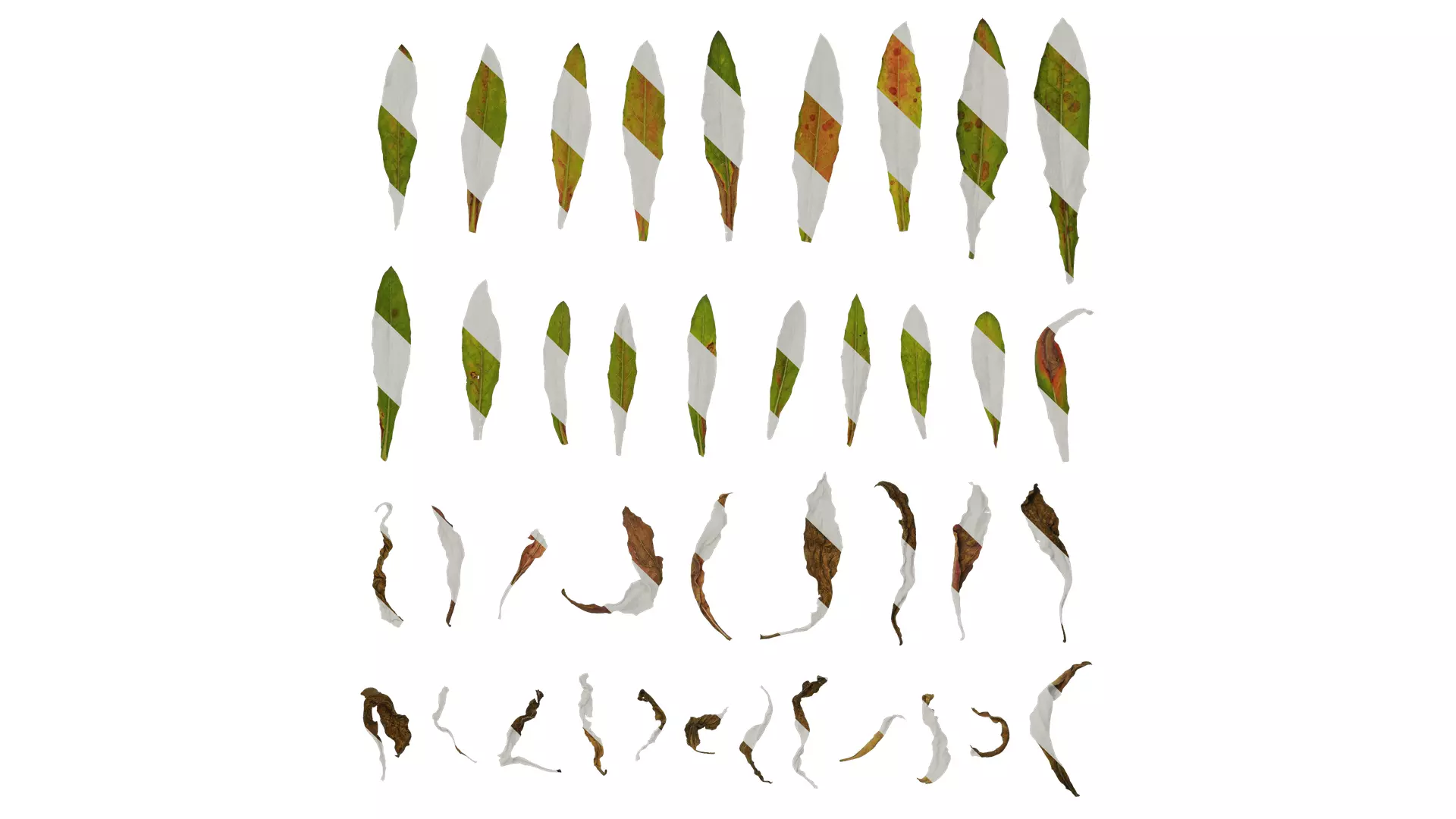 Anydrafts Oenothera lindheimeri Leaf 02 Texture_0