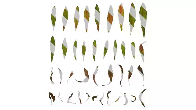 Anydrafts Oenothera lindheimeri Leaf 02 Texture