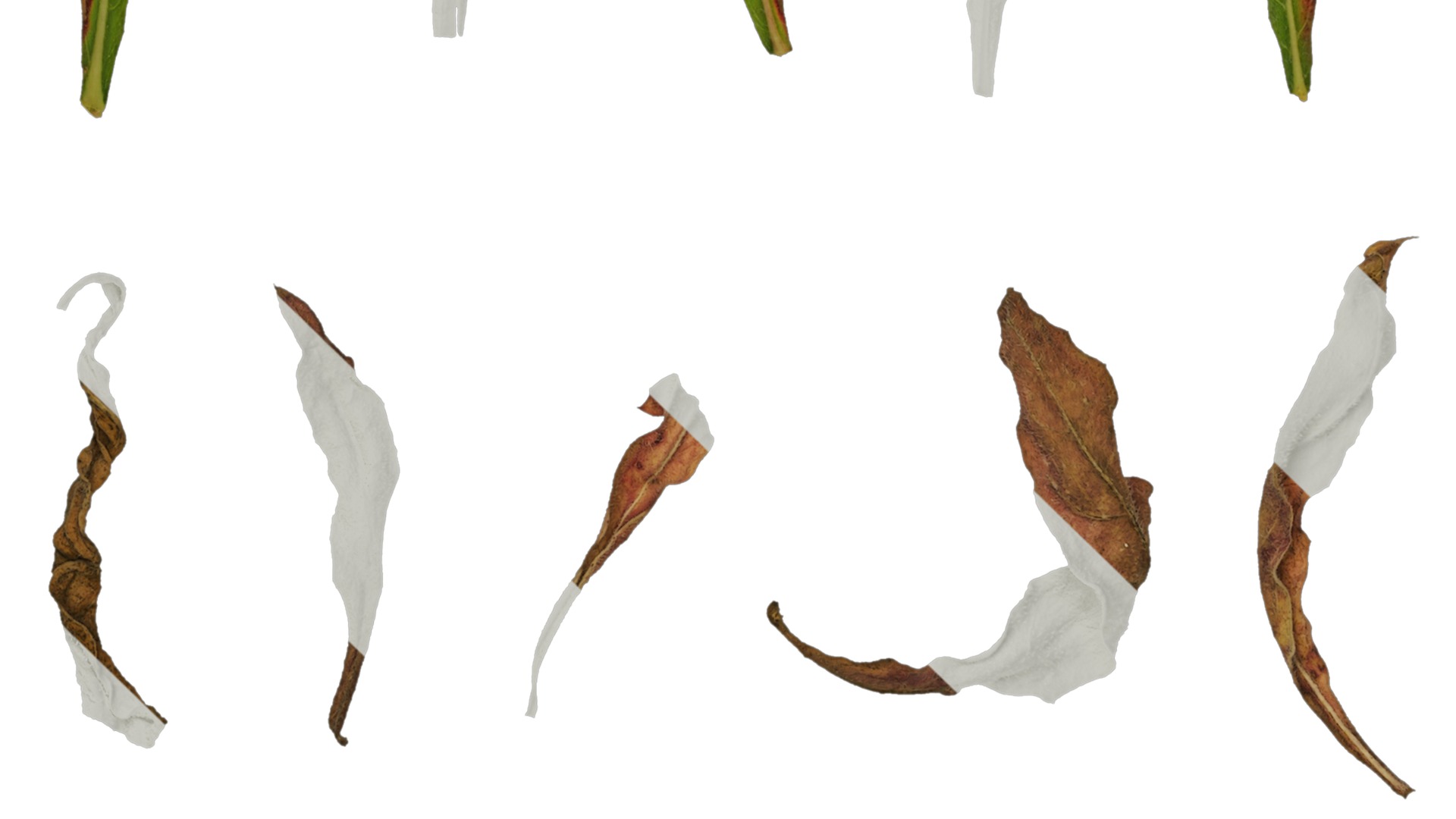 Anydrafts Oenothera lindheimeri Leaf 02 Texture_5