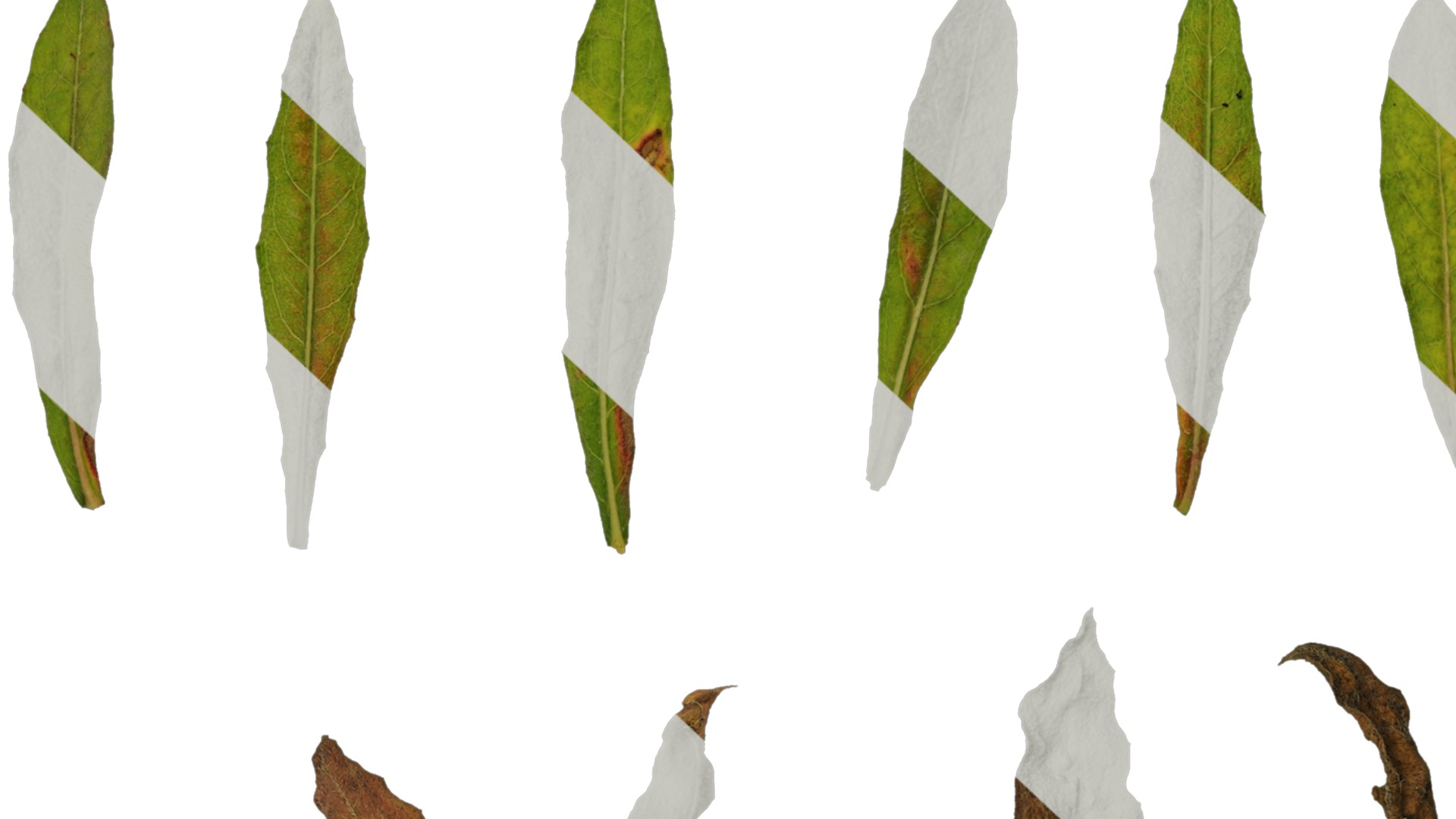 Anydrafts Oenothera lindheimeri Leaf 02 Texture_7