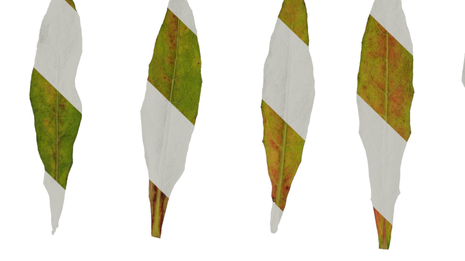 Anydrafts Oenothera lindheimeri Leaf 02 Texture_1