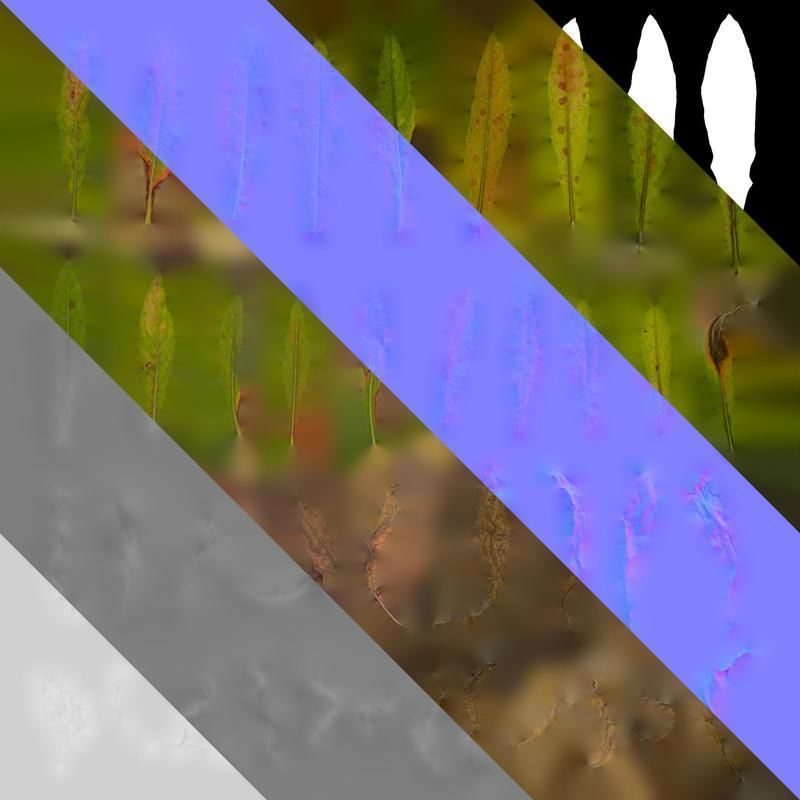 Anydrafts Oenothera lindheimeri Leaf 02 Texture_8