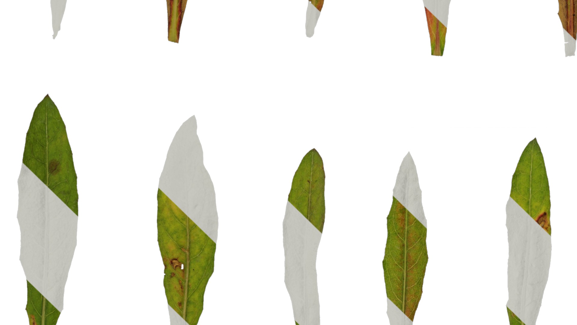 Anydrafts Oenothera lindheimeri Leaf 02 Texture_3