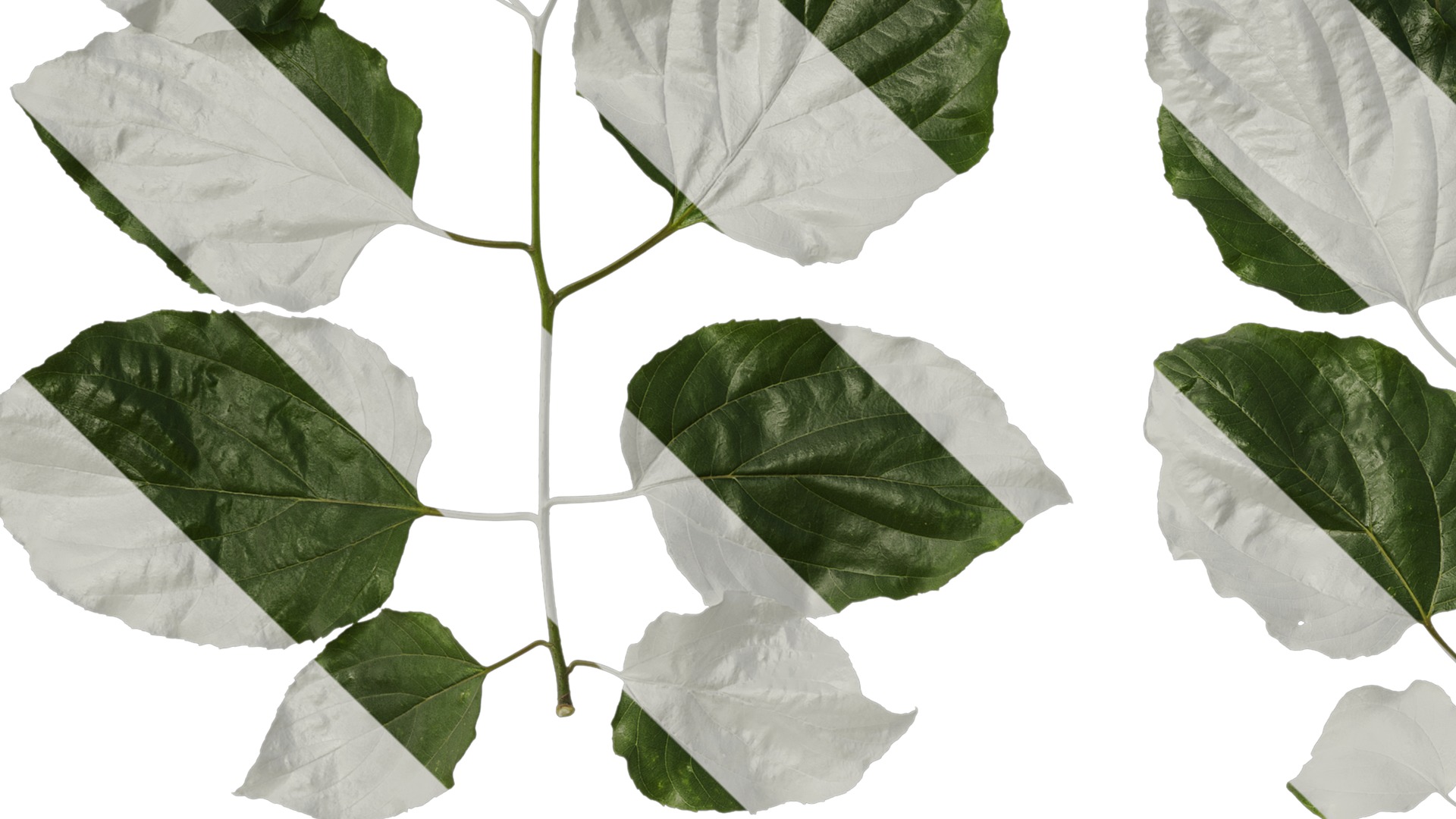 Anydrafts Hovenia acerba Atlas 11 Texture_3