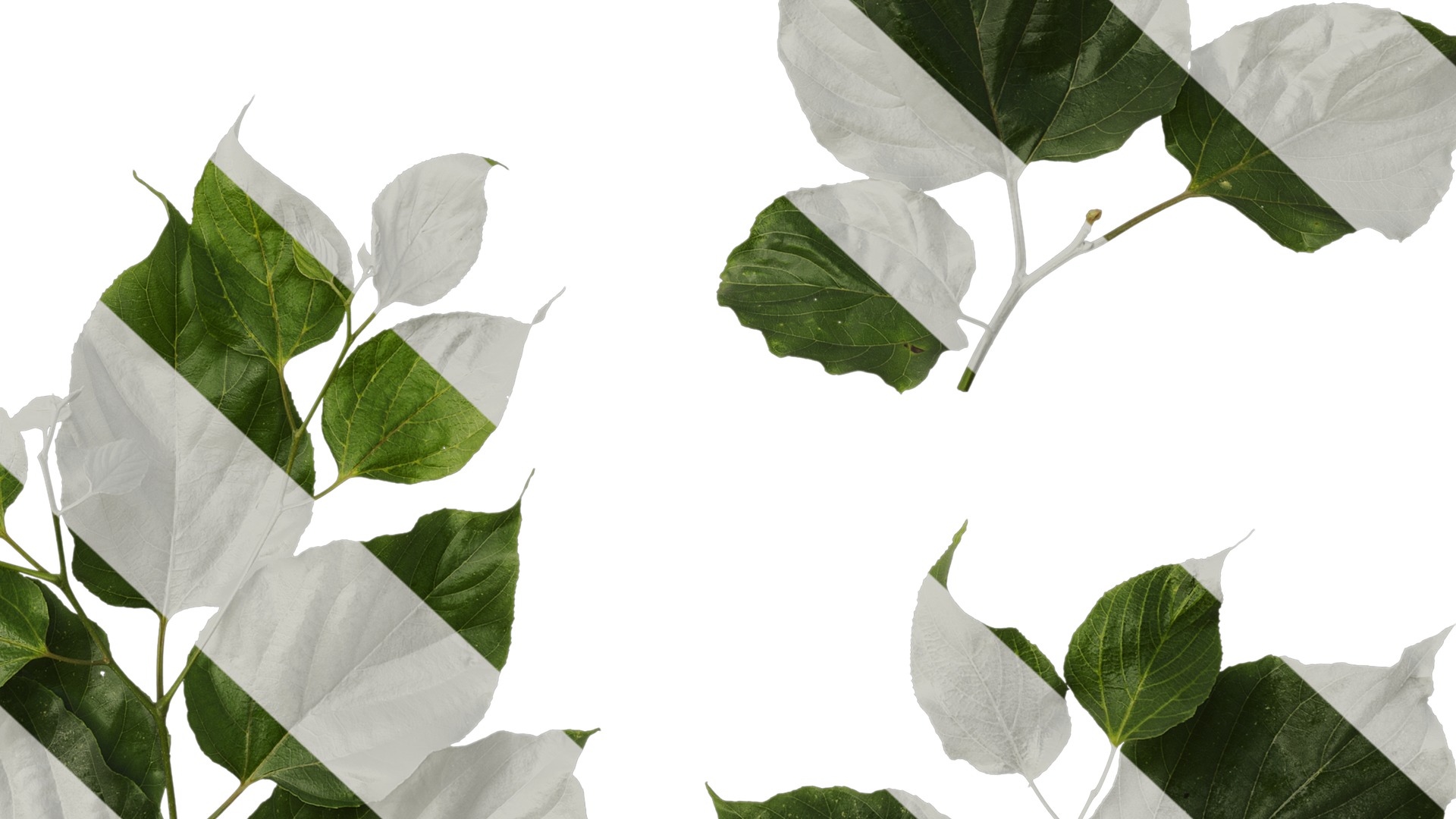 Anydrafts Hovenia acerba Atlas 11 Texture_6