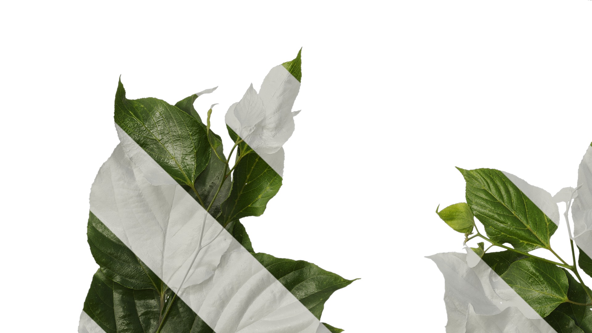 Anydrafts Hovenia acerba Atlas 11 Texture_5