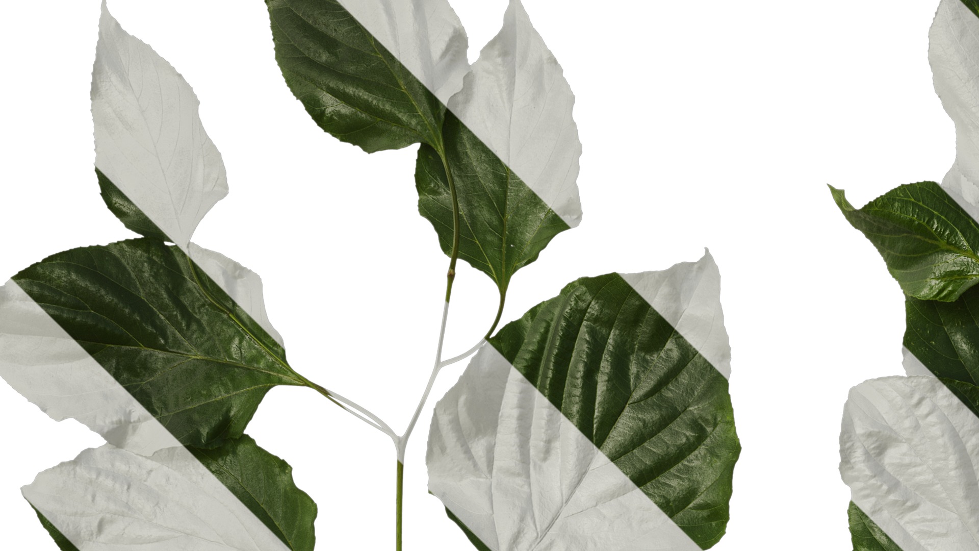 Anydrafts Hovenia acerba Atlas 11 Texture_1