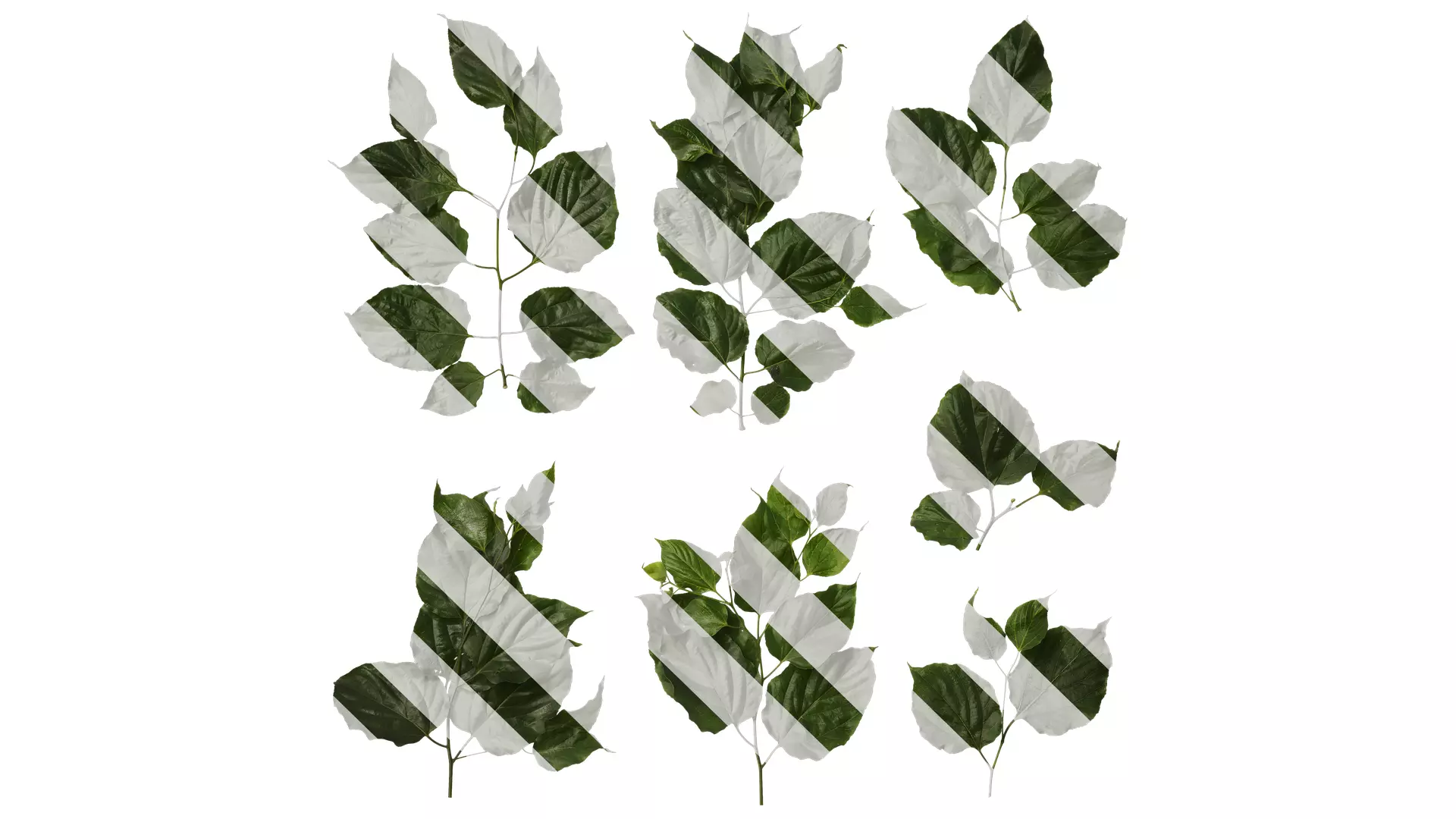 Anydrafts Hovenia acerba Atlas 11 Texture_0