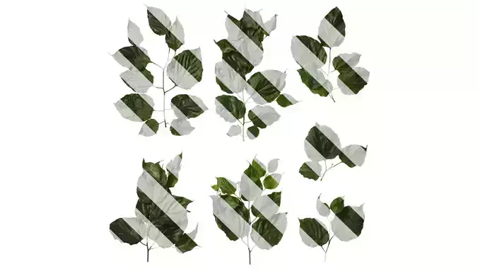 Anydrafts Hovenia acerba Atlas 11