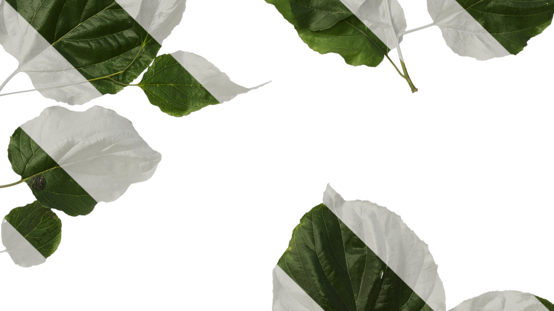 Anydrafts Hovenia acerba Atlas 11 Texture_4