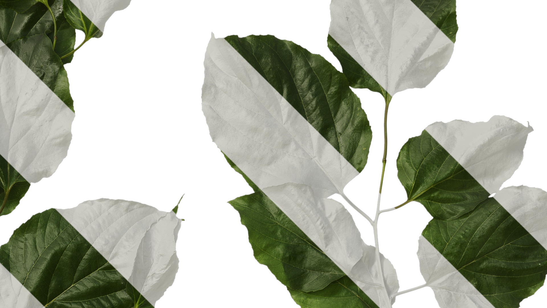 Anydrafts Hovenia acerba Atlas 11 Texture_2