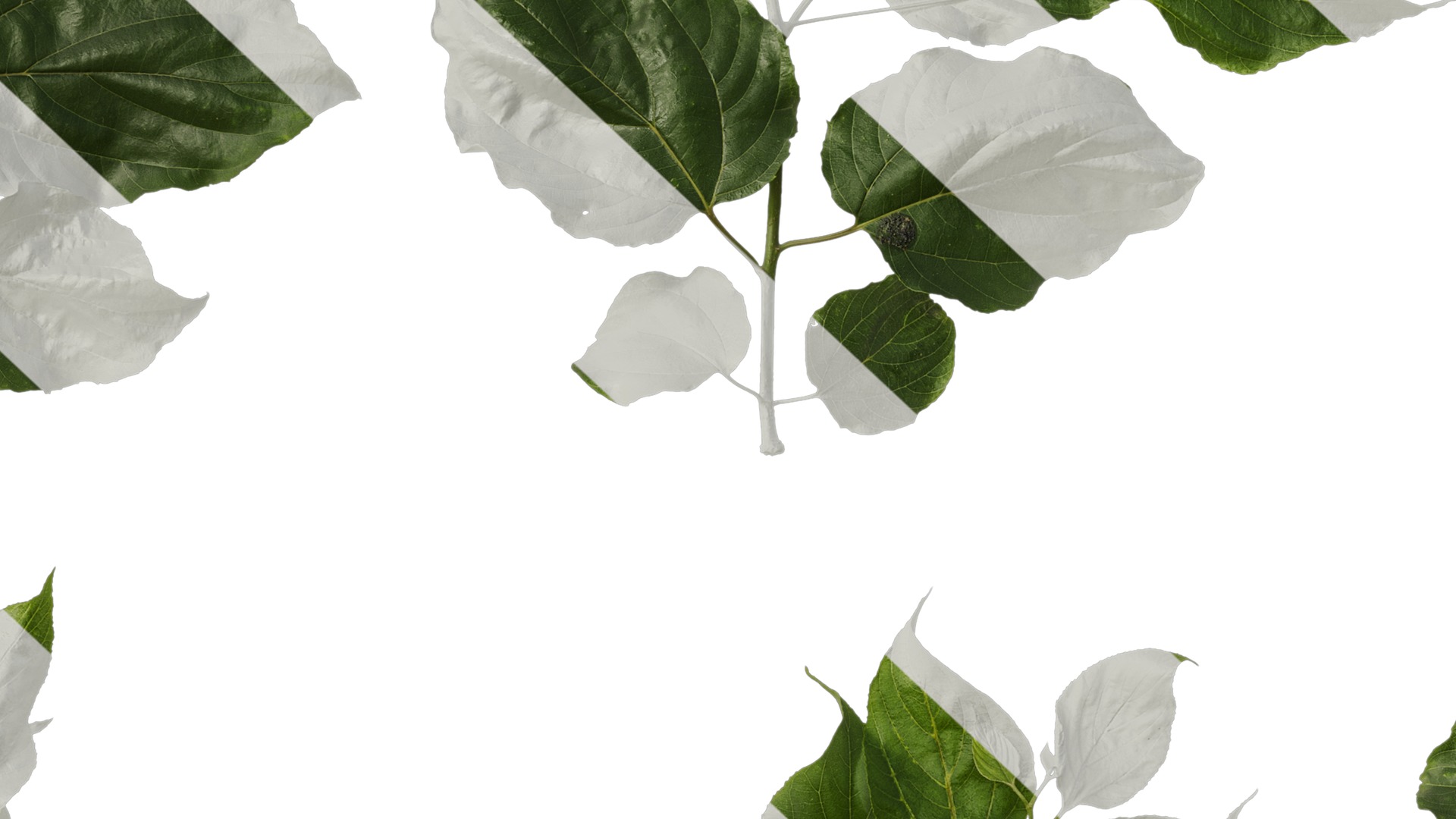 Anydrafts Hovenia acerba Atlas 11 Texture_7