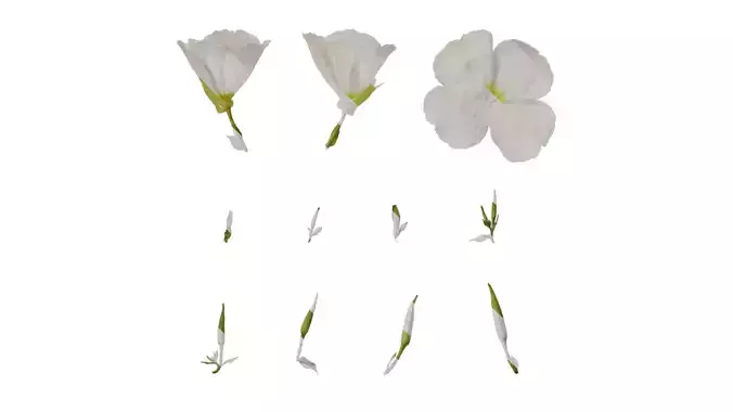 Anydrafts Oenothera pallida Flower 01