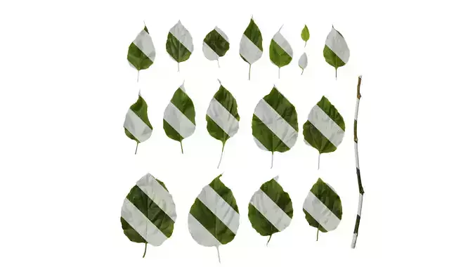 Anydrafts Hovenia acerba Leaf 11