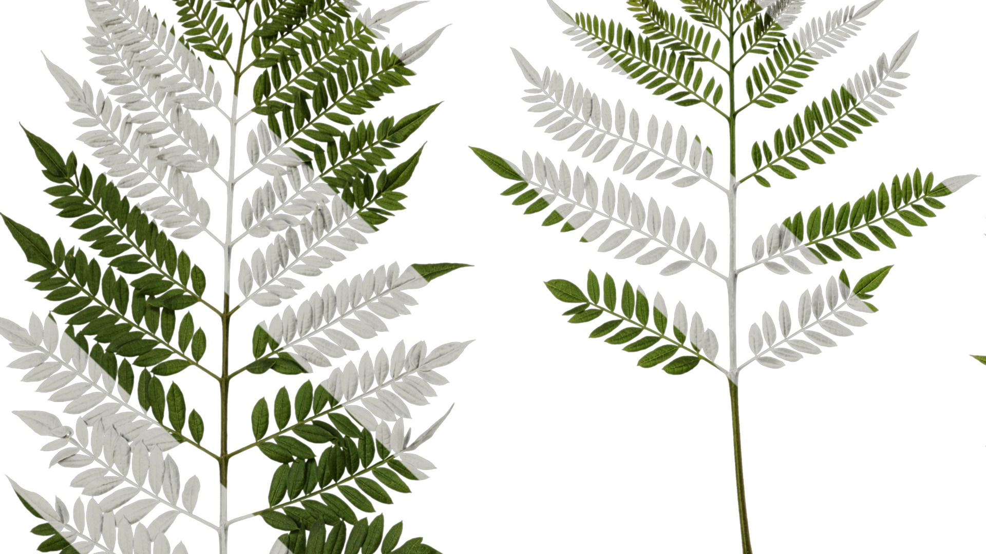 Anydrafts Jacaranda mimosifolia Leaf 08 Texture_1