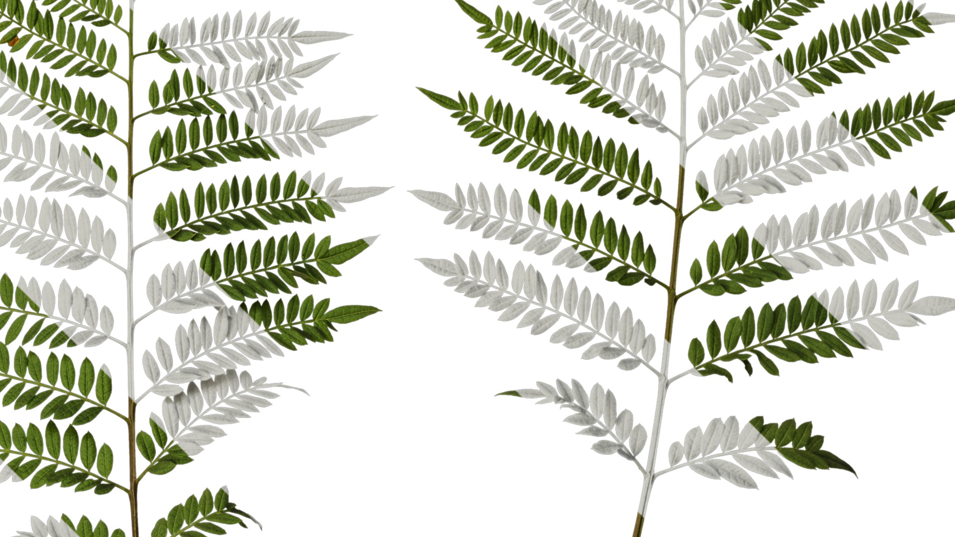 Anydrafts Jacaranda mimosifolia Leaf 08 Texture_2