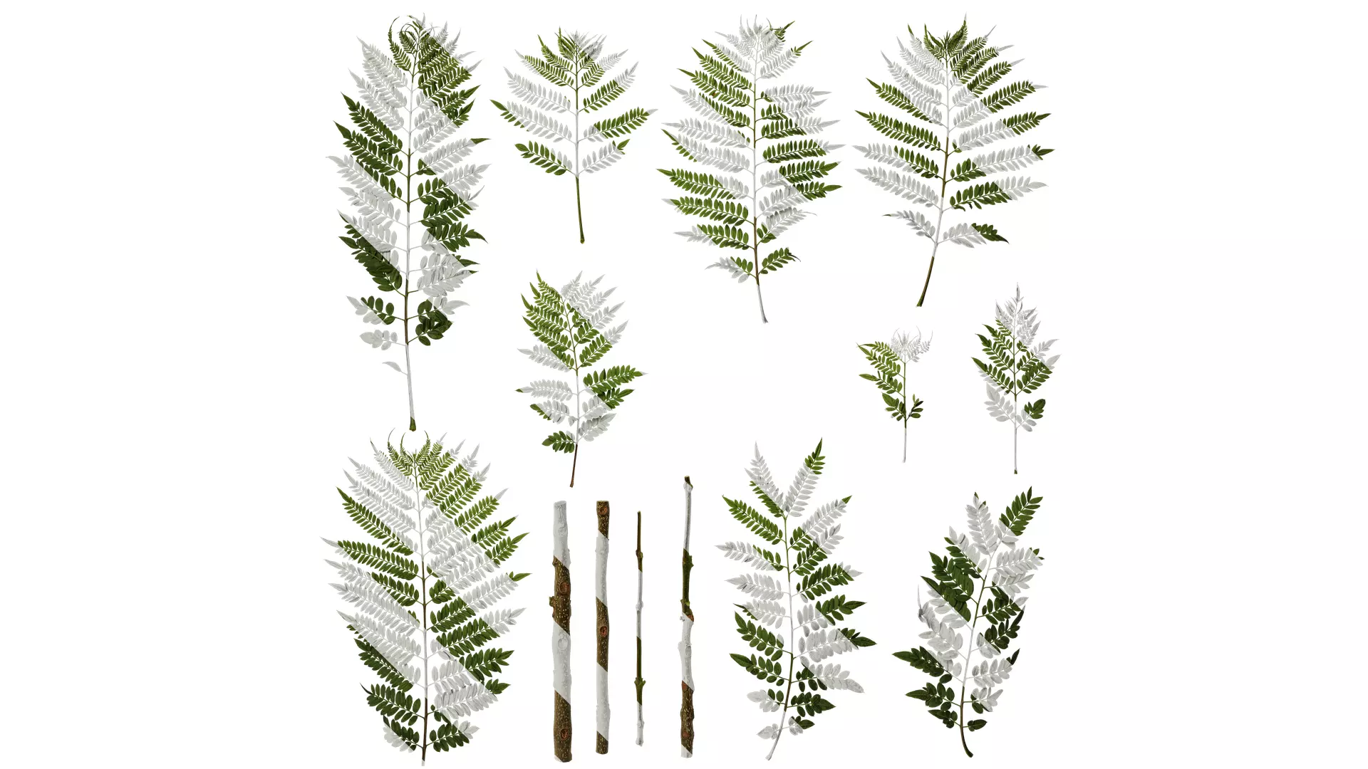 Anydrafts Jacaranda mimosifolia Leaf 08 Texture_0