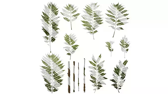 Anydrafts Jacaranda mimosifolia Leaf 08